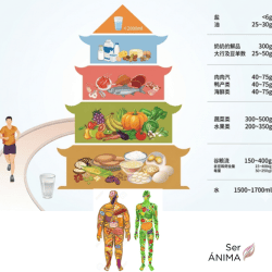 Dietoterapia energétca